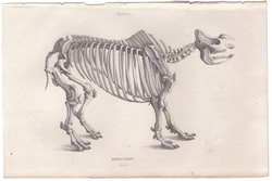 Plate 5 
Fossil Elephant of Siberia